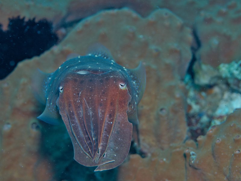 Squid, Coral Fan Garden